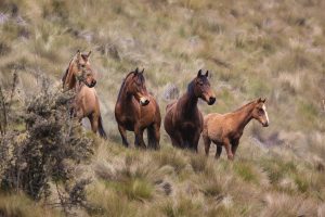 Prolunging 